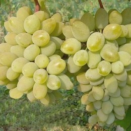 Виноград Тимур