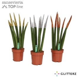 Сансевиерия Бархатное прикосновение ( Sansevieria Velvet Touchz Glitterz ) W 12 см H 45 см