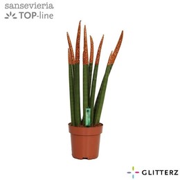 Сансевиерия Бархатное прикосновение ( Sansevieria Velvet Touchz Glitterz Copper ) W 12 см H 45 см