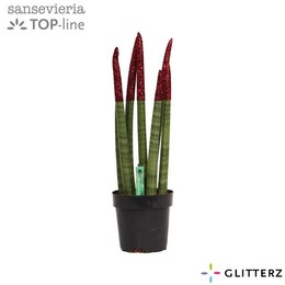 Сансевиерия Бархатное прикосновение ( Sansevieria Velvet Touchz Glitterz Red ) W 12 см H 45 см
