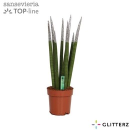 Сансевиерия Бархатное прикосновение ( Sansevieria Velvet Touchz Glitterz Silver ) W 12 см H 45 см