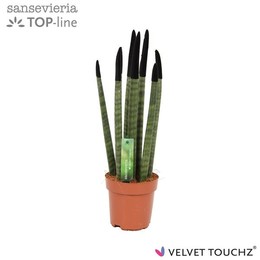 Сансевиерия Бархатное прикосновение ( Sansevieria Velvet Touchz Black ) W 12 см H 45 см