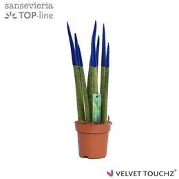 Сансевиерия Бархатное прикосновение ( Sansevieria Velvet Touchz Blue ) W 12 см H 45 см