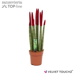Сансевиерия Бархатное прикосновение ( Sansevieria Velvet Touchz Bordeaux ) W 12 см H 45 см