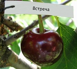 Вишня Встреча