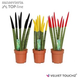 Sansevieria Velvet touchz④ Германия / Бельгия ( Sansevieria Velvet Touchz Duitsland/belgie ) W 12 см