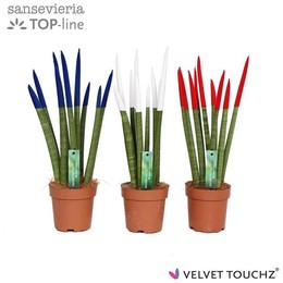 Sansevieria Velvet touchz④ Франция / Нидерланды ( Sansevieria Velvet Touchz Frankrijk/nederland ) W