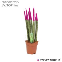 Сансевиерия Бархатное прикосновение ( Sansevieria Velvet Touchz Fuchsia ) W 12 см H 45 см