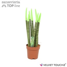 Сансевиерия Бархатное прикосновение ( Sansevieria Velvet Touchz Green ) W 12 см H 45 см