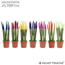 Сансевиерия Бархатное прикосновение ( Sansevieria Velvet Touchz Mixed ) W 12 см H 45 см