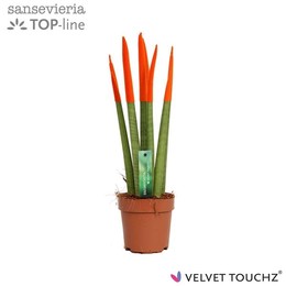Сансевиерия Бархатное прикосновение ( Sansevieria Velvet Touchz Orange ) W 12 см H 45 см