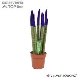 Сансевиерия Бархатное прикосновение ( Sansevieria Velvet Touchz Purple ) W 12 см H 45 см