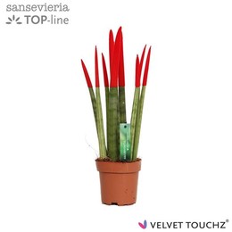 Сансевиерия Бархатное прикосновение ( Sansevieria Velvet Touchz Red ) W 12 см H 45 см