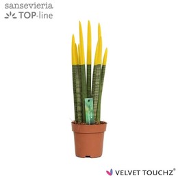Сансевиерия Бархатное прикосновение ( Sansevieria Velvet Touchz Yellow ) W 12 см H 45 см