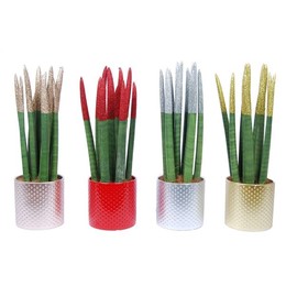 Сансевиерия Бархатное прикосновение ( Sansevieria Velvet Touchz Glitterz Mixed In Kerami ) W 12 см H