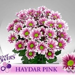 Chrys. tr. Haydar Pink (Хриз куст. Хайдар Пинк) В70