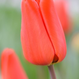 Тюльпан Оранжевый (Tulip Orange) пр-во Россия, Экстра