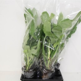 Филодендрон Другой ( Philodendron Other ) W 15 см H 65 см