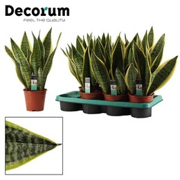 Сансевиерия Суперба 14 См ( Sansevieria Superba 14 Cm (decorum) ) W 14 см H 40 см