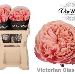 Rosa gr Victorian Classic@(Роза Викторина Классик) В50
