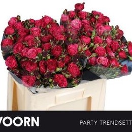 Rosa Tr Mimi Eden (Роза Тр Мими Эден) Party Trendsetter В50