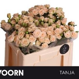 Rosa Tr Tanja (Роза Тр Таня) В50