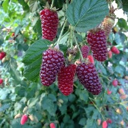 Ежемалина Tayberry (Тайберри)