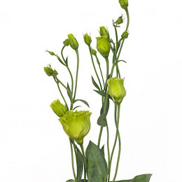 Eustoma du rosanne green (Эустома Ду Росанне Грин) В45