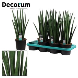 Ракета Sansevieria Cylindrica 14 См ( Sansevieria Cylindrica 14 Cm Rocket (decorum) ) W 14 см H 50 с