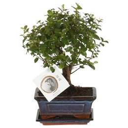 Бонсай "сагеретия" в форме керамического шара Ume 15 см белого цвета ( Bonsai 'sageretia' In W15cm C