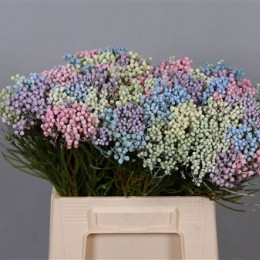 Bouquet Lanuginosa Pastel Xlarge (Букет Ланугиноса Пастель Лардж)В40