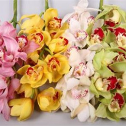 Cymbidium Mixed Colours 16+ Flowers (Орхидея Миксд Колорс 16+ Флауерс)В70