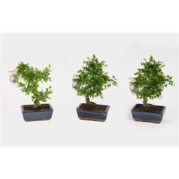 Бонсай в керамической S-образной форме Ume 15 см ( Bonsai In W15cm Ceramic S-shape ) W 15 см H 20 см