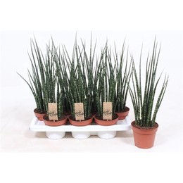 Сансевиерия 'папоротниковое дерево' Микадо ( Sansevieria 'fernwood' Mikado ) W 14 см H 55 см