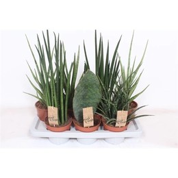 Сансевиерия Люкс Смешанная ( Sansevieria Luxe Mixed ) W 14 см H 55 см