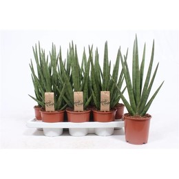 Сансевиерия Крутой Парень ( Sansevieria Tough Guy ) W 14 см H 50 см