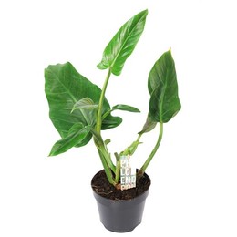 Филодендрон Подрастающий ( Philodendron Subhastatum ) W 15 см H 60 см