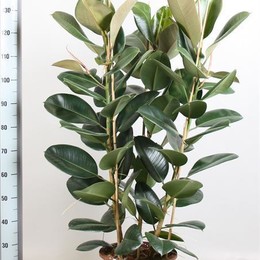 Ficus Gemengd Elastica (Фикус Геменд Эластика) В12