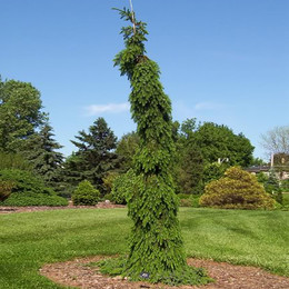 Ель сербская Pendula Bruns (Пендула Брунс)