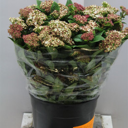 Viburnum roseum (Вибирнум розиум) В60