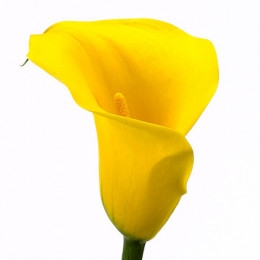 Zantedechia Yelloween (Калла Еллоуин) В80