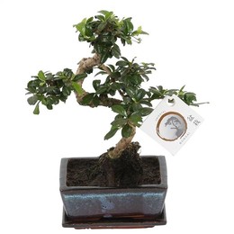 Бонсай ' carmona Macr.'В керамической s-образной форме 15 см С ( Bonsai 'carmona Macr.' In W15cm Cer