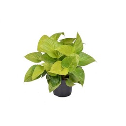 Гомаломена Лимон Лайм Р15 ( Homalomena Lemon Lime P15 ) W 15 см H 35 см