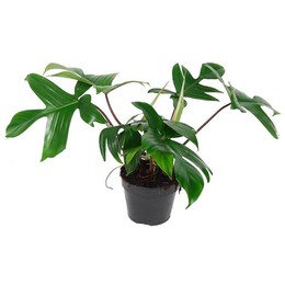 Филодендрон Флоридский Зеленый ( Philodendron Florida Green ) W 15 см H 50 см