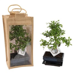 Бонсай, смешанный с керамикой 15 см в джутовом подарочном пакете S-sh ( Bonsai Mixed In W15cm Cerami