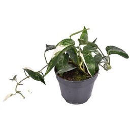 Epipremnum Pinnatum Пестрый ( Epipremnum Pinnatum Variegata ) W 15 см H 40 см