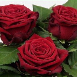 Rosa Gr Red Naomi (Роза Гр Ред Наоми) Цветы Удмуртии В90