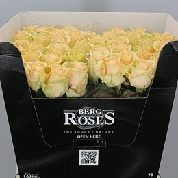 Rosa Gr Avalanche Peach (Роза Гр Аваланж Пич) В70(Цветы Удмуртии)