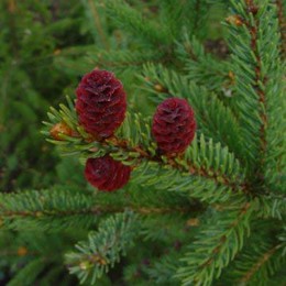 Ель черная Beissneri (Байснери)