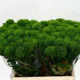 Dianthus Barb Green Wicky (Гвоздика Барб Крин Вики) В50